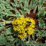 Cymopterus longipes