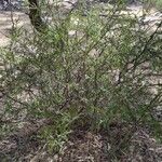 Acacia paradoxa Habit