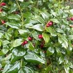 Sarcococca ruscifolia Blad