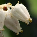 Leucothoe davisiae Fiore