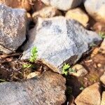 Lysimachia linum-stellatum Lapas