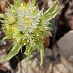 Petasites albusFlor