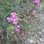 Centaurium littorale عادت