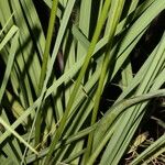 Schoenocaulon officinale Flor