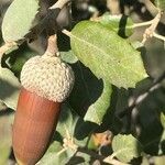 Quercus rotundifolia Fruit
