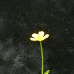 Ranunculus adoxifolius موطن