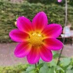 Dahlia tenuicaulis Blomst