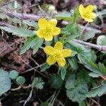 Anemone ranunculoides Flor