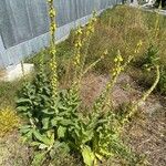 Verbascum densiflorum Habitus