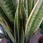 Dracaena trifasciataLeaf