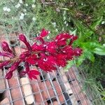 Lobelia cardinalis Flower