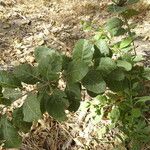 Combretum glutinosum Leaf
