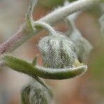 Artemisia umbelliformis Frukto
