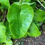 Primula florindae Blad