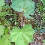 Alchemilla glabra Blad