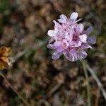 Armeria multiceps Квітка