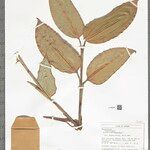 Ischnosiphon puberulus Hoja