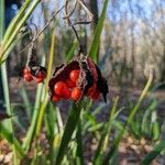 Iris foetidissima Hedelmä