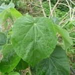 Abutilon exstipulare Leaf