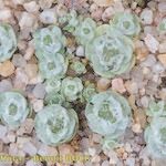 Filago tyrrhenica 形態