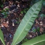 Manilkara bidentata Leaf