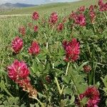 Sulla coronaria Blad