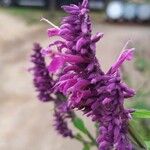 Salvia purpurea Кветка