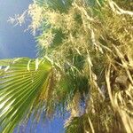 Copernicia alba Hoja
