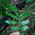 Inga longiflora Leaf