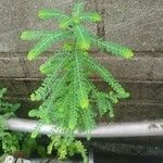 Phyllanthus amarus 葉