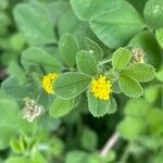 Medicago lupulina Blatt