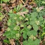 Heracleum sibiricum Flower