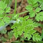 Chaerophyllum tainturieri Цвят