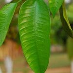 Picralima nitida Hoja