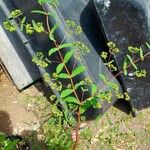 Euphorbia hyssopifolia Blatt