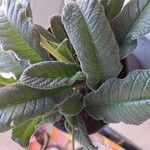 Streptocarpus primulifolius Hoja