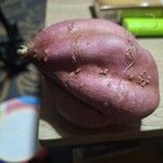 Ipomoea batatas Плод