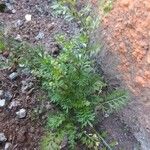 Lepidium didymum 葉