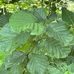 Alnus × pubescens Hoja