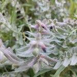 Nonea vesicaria Bloem