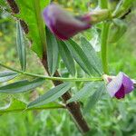 Vicia segetalis अन्य