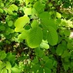 Amelanchier alnifolia Blad