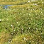 Eriophorum angustifolium Характер