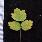 Thalictrum platycarpum Агульны выгляд