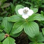 Cornus canadensis Folla