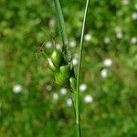 Carex depauperata Flower