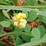 Trifolium campestre Цвят