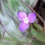 Tradescantia zebrinaFlor