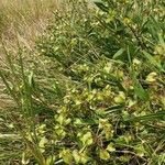 Trichodesma marsabiticum Habitat