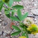 Trifolium aureum Leaf